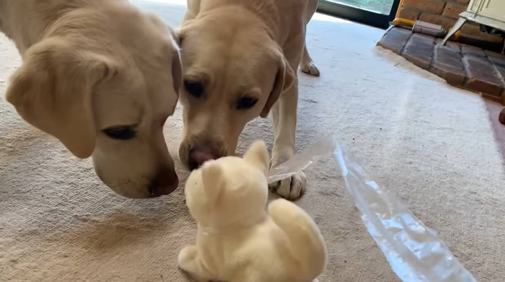 ラブラドールレトリーバー,動画