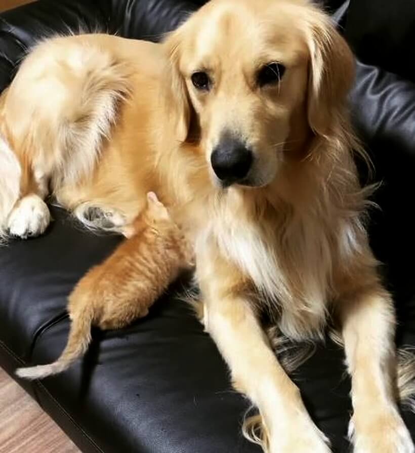 ゴールデンレトリーバー,動画