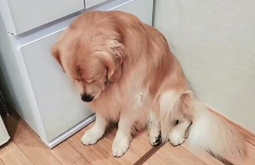 ゴールデンレトリーバー,動画