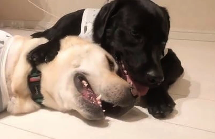 ラブラドールレトリーバー,動画