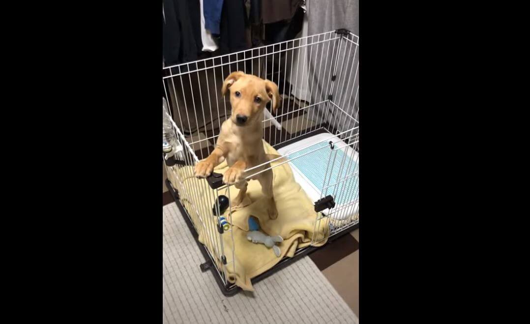 ラブラドールレトリーバー,動画