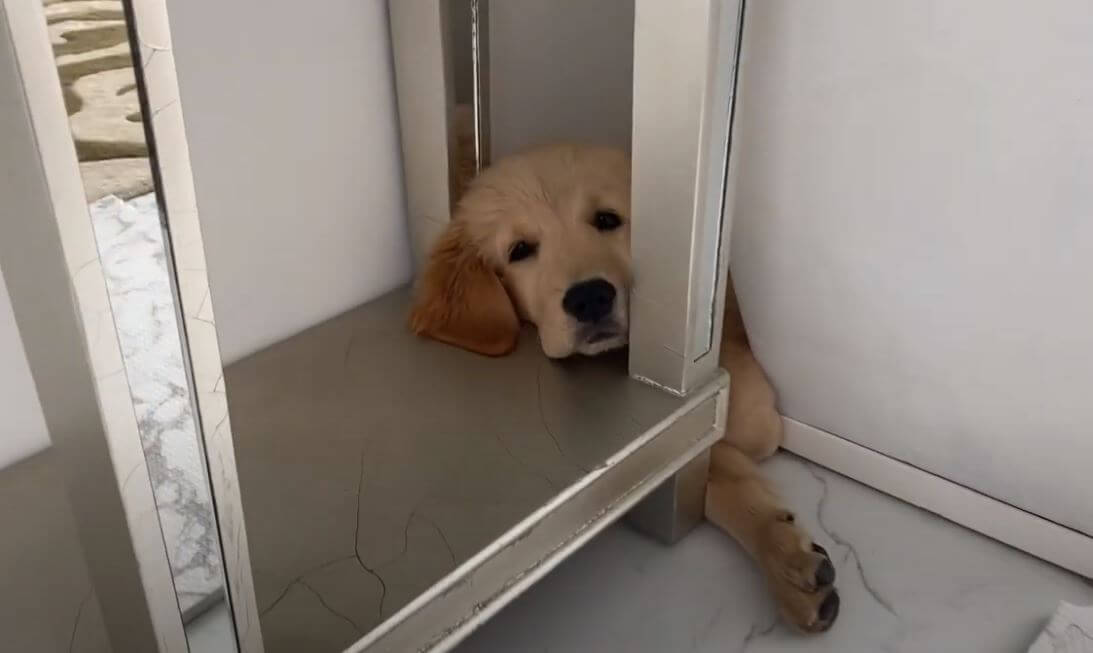 ゴールデンレトリーバー,動画