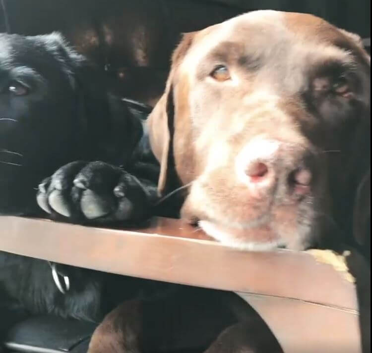 ラブラドールレトリーバー,動画