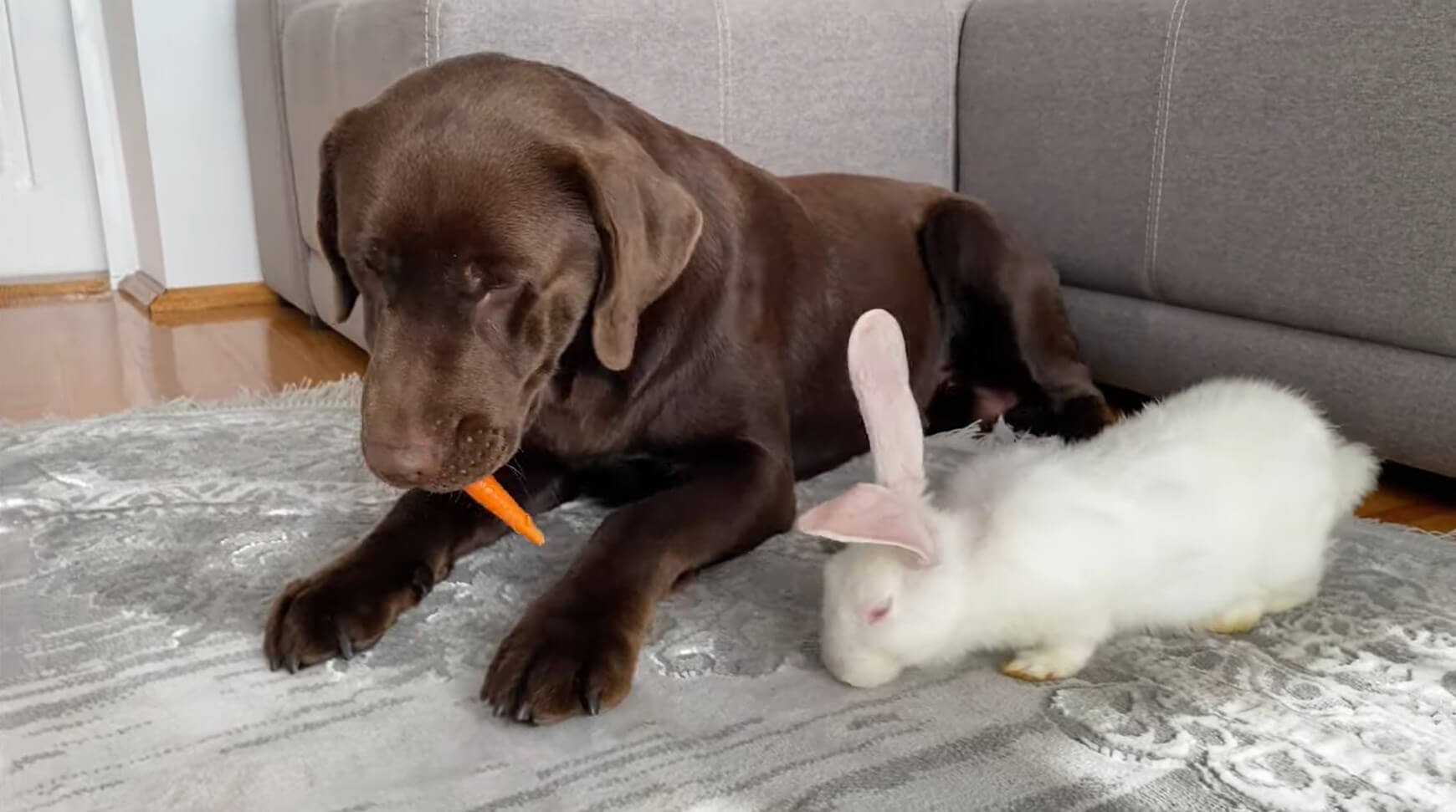 ラブラドールレトリーバー,動画