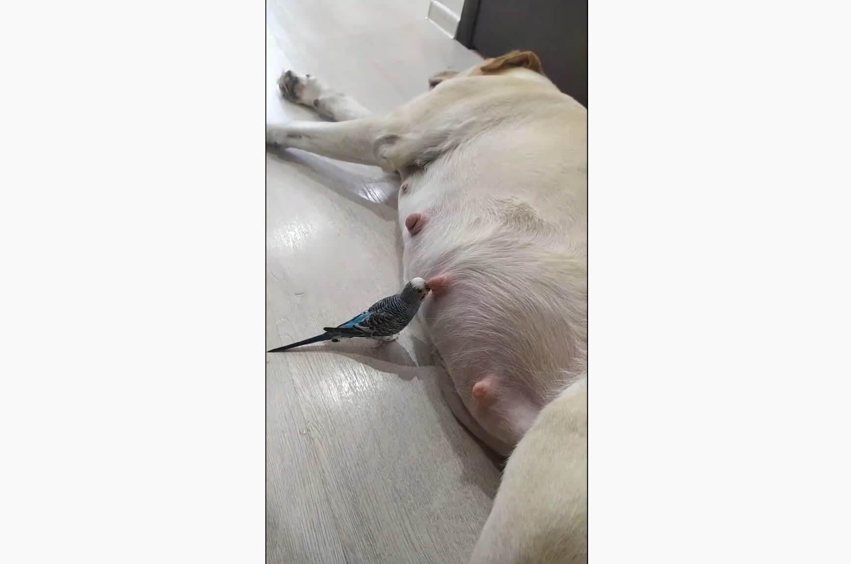 ラブラドールレトリーバー,動画