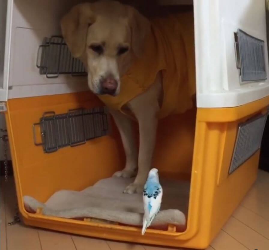 ラブラドールレトリーバー,動画