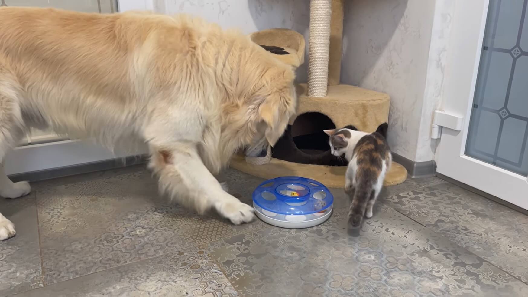 ゴールデンレトリーバー,動画