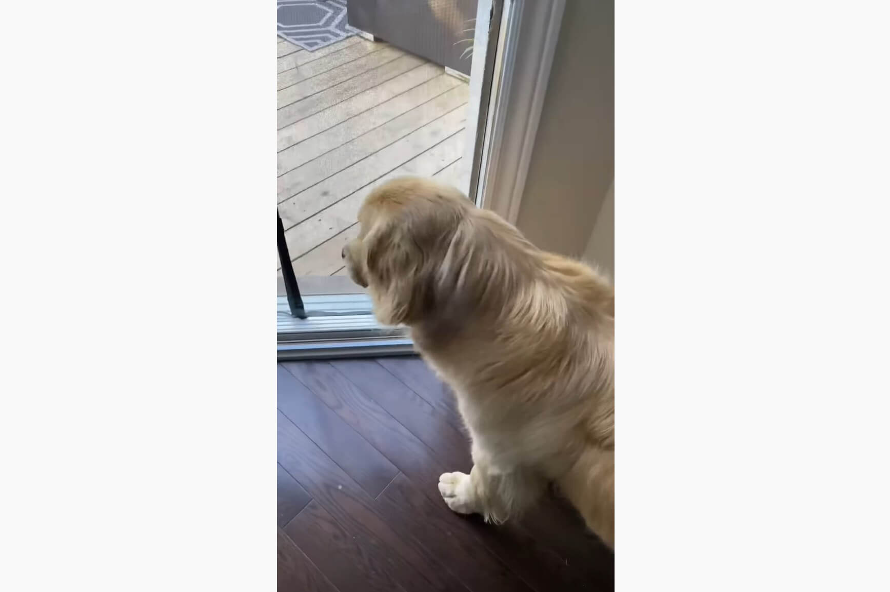 ゴールデンレトリーバー,動画