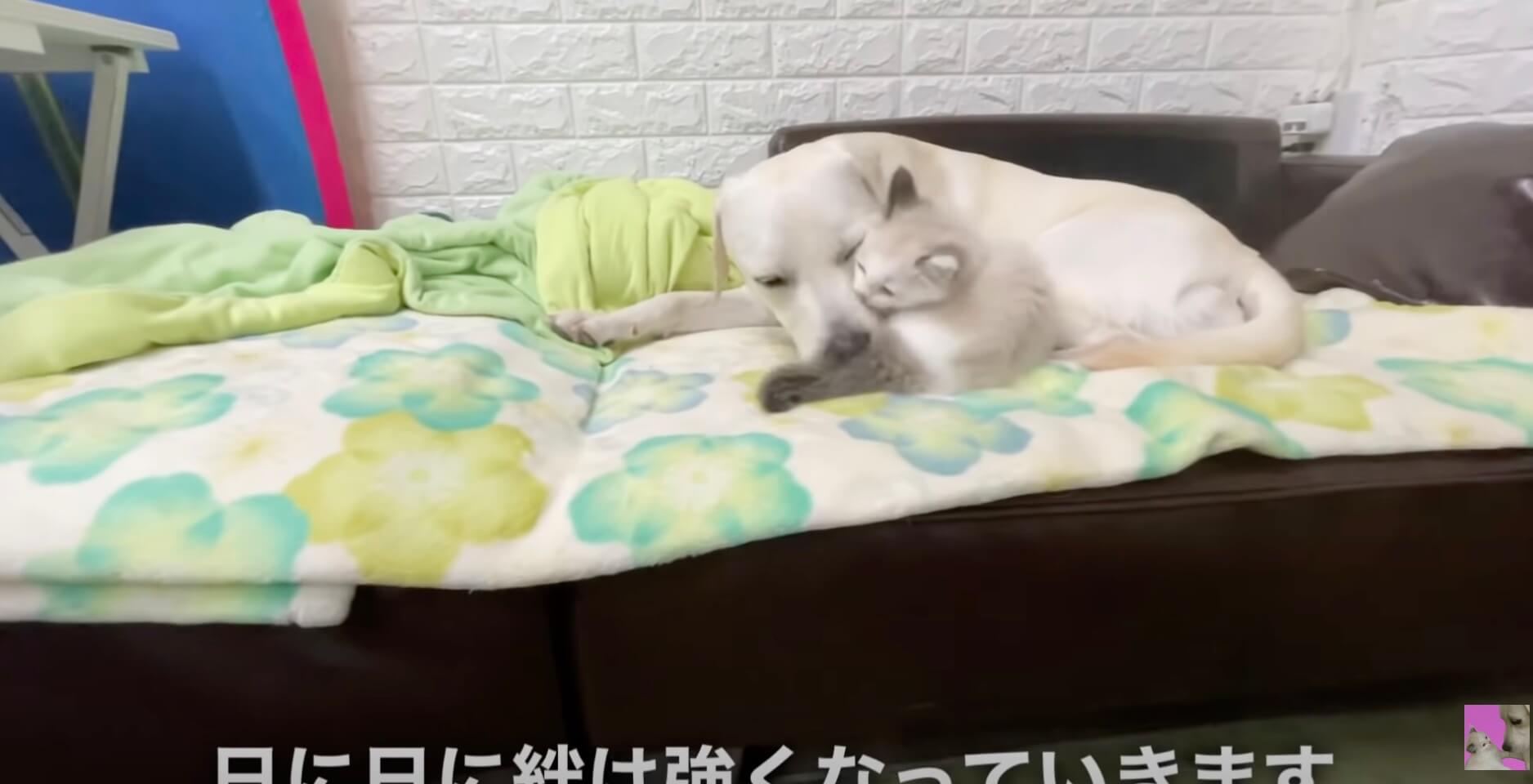 ラブラドールレトリーバー,動画