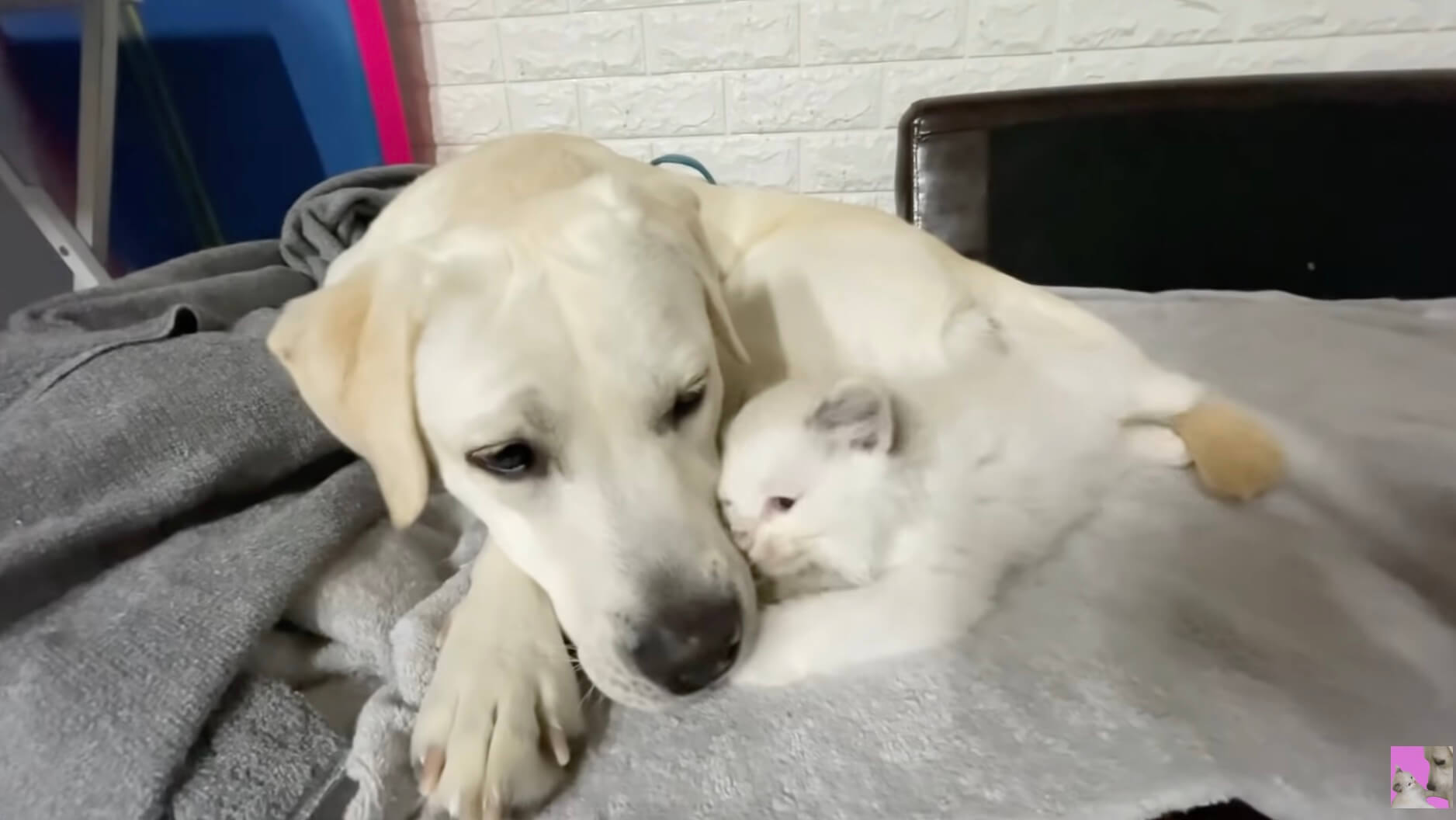 ラブラドールレトリーバー,動画