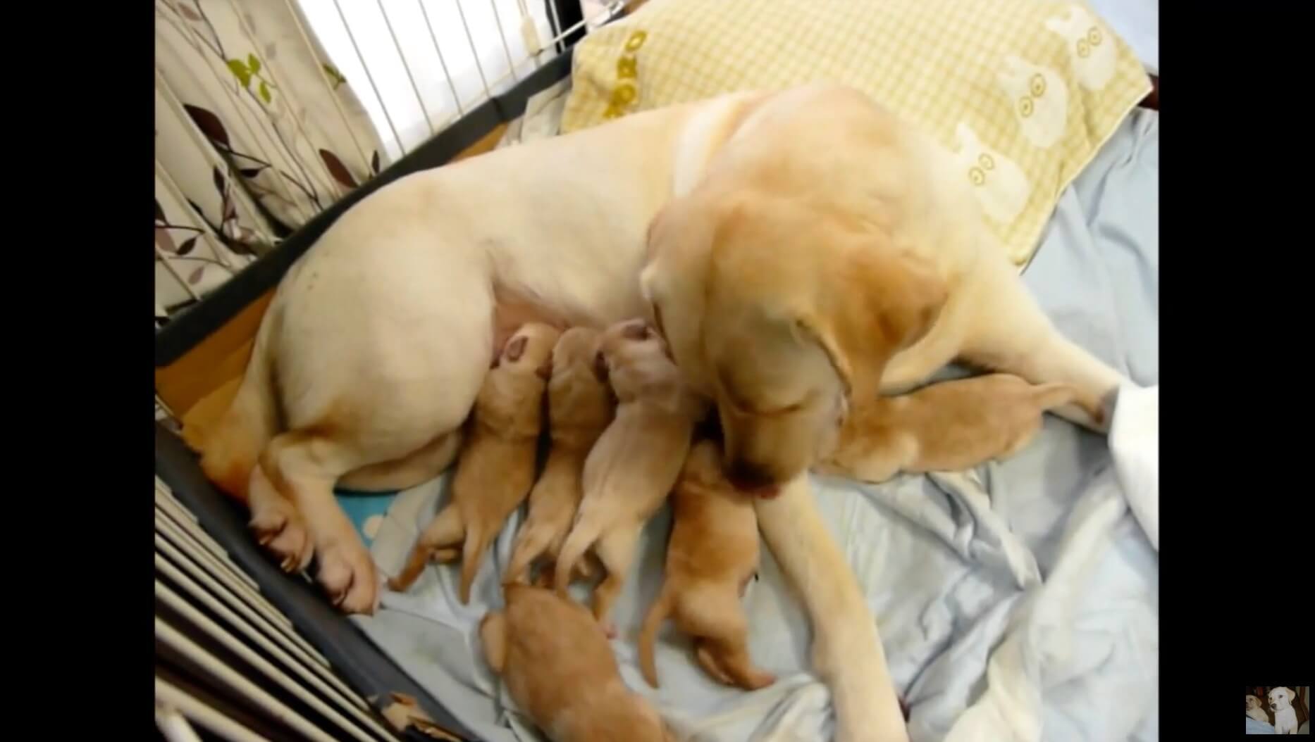 ラブラドールレトリーバー,動画