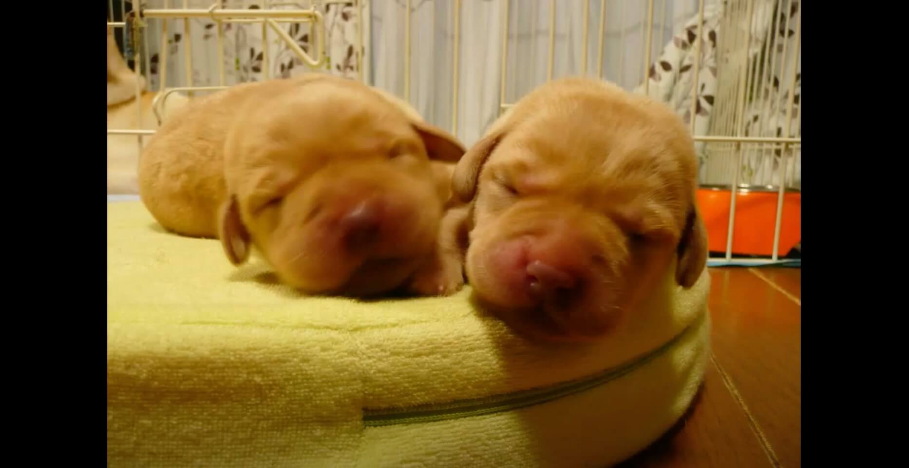 ラブラドールレトリーバー,動画