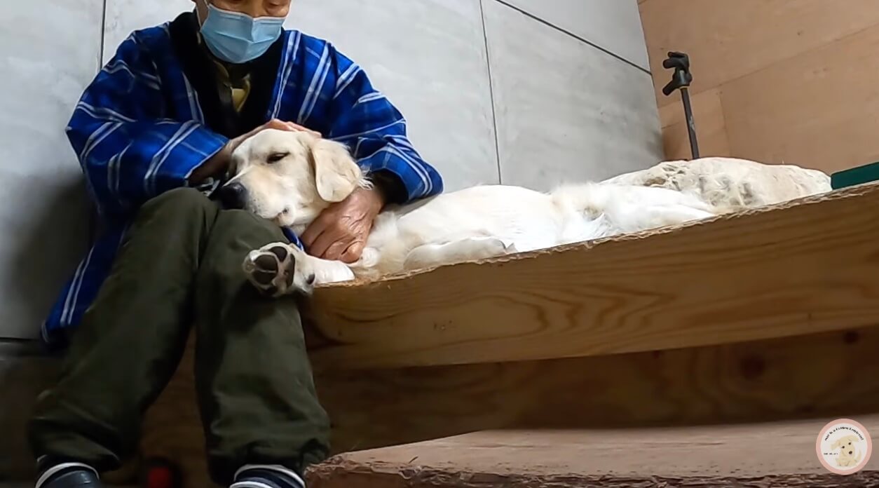 ゴールデンレトリーバー,動画