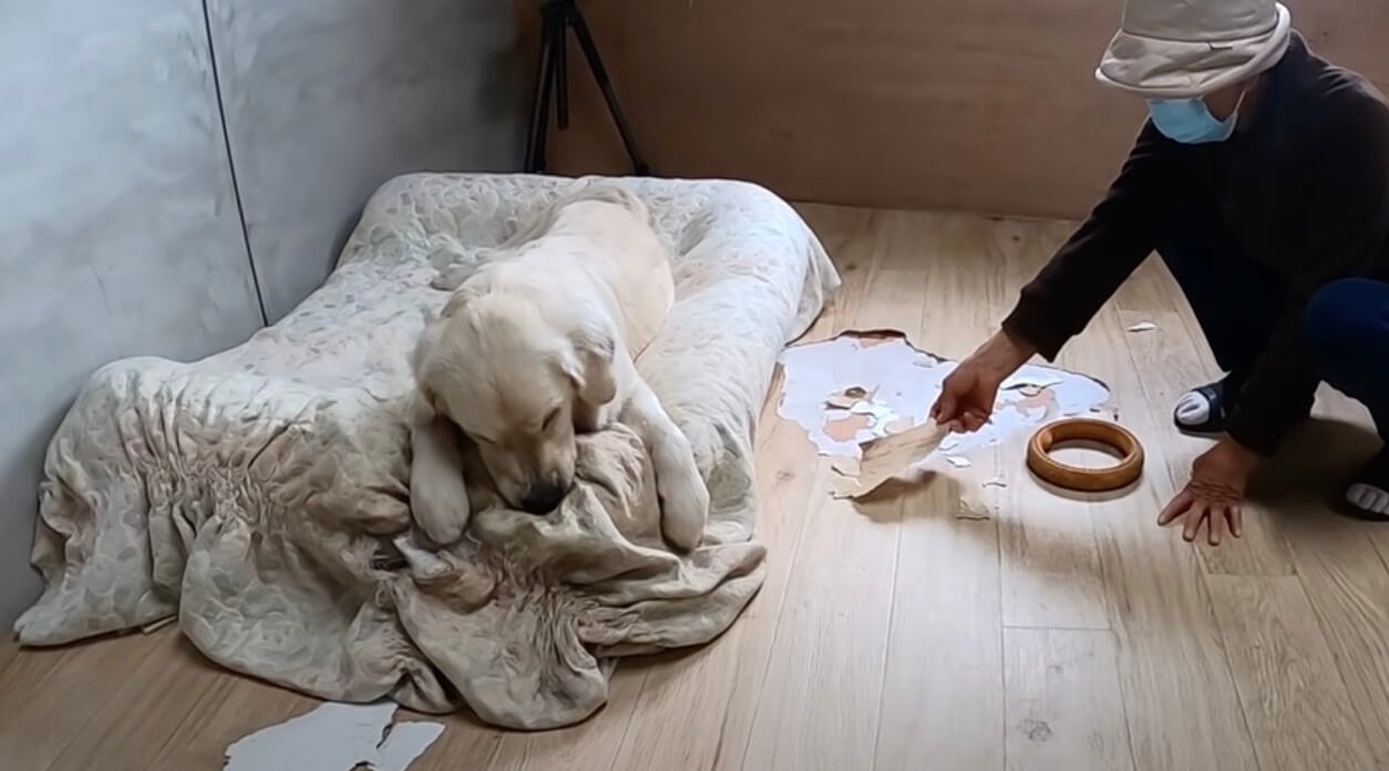 ゴールデンレトリーバー,動画