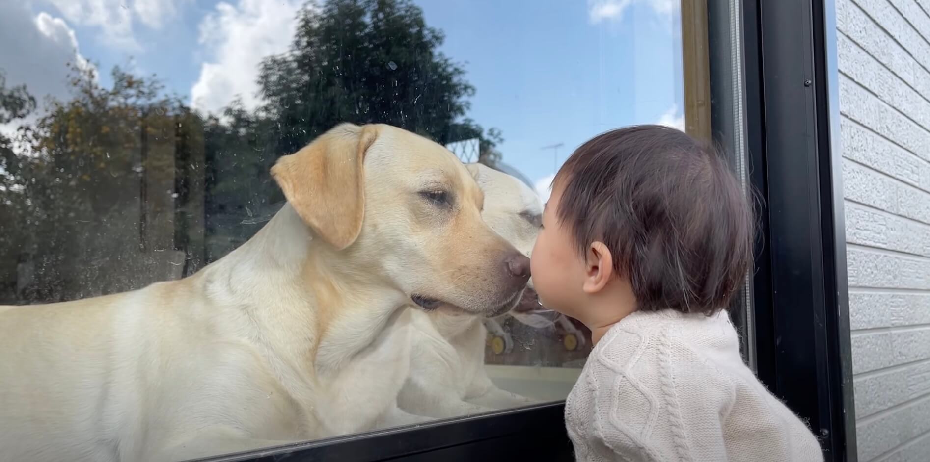 ラブラドールレトリーバー,動画