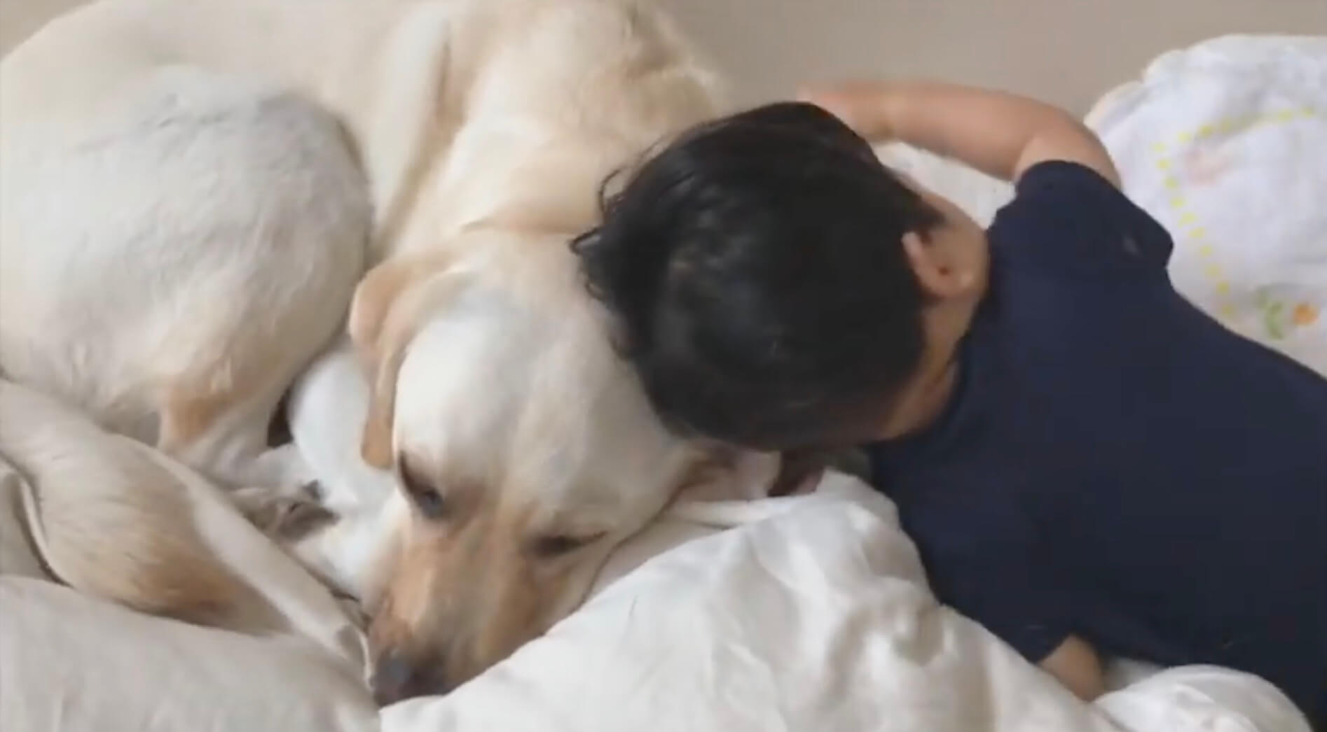 ラブラドールレトリーバー,動画