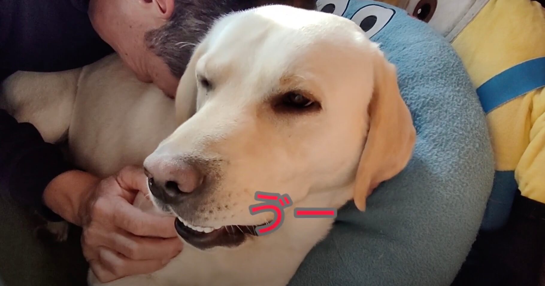 ラブラドールレトリーバー,動画