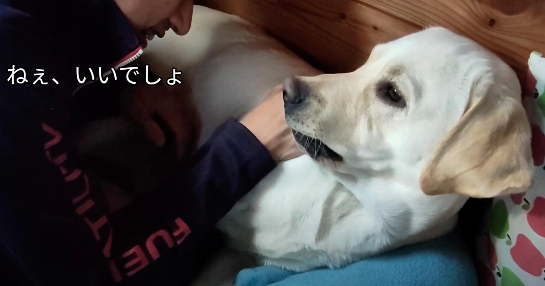 ラブラドールレトリーバー,動画