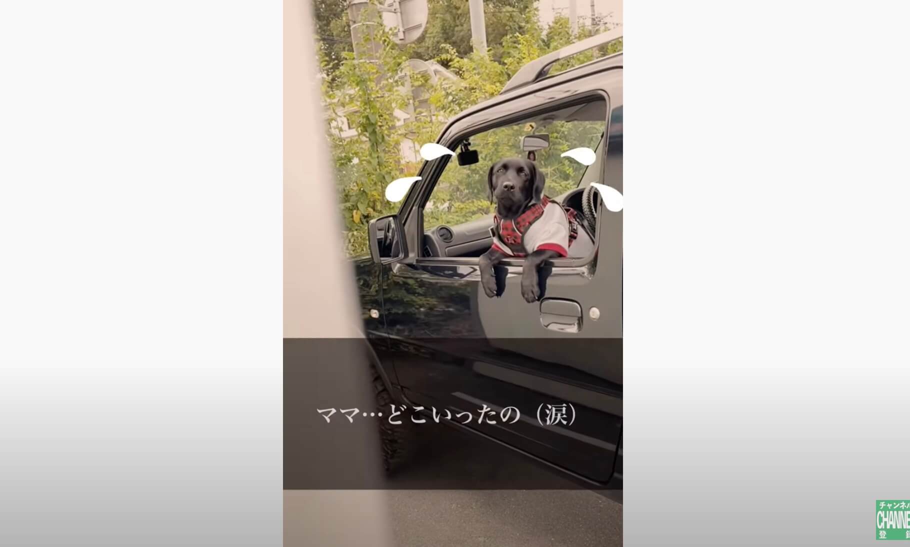 ラブラドールレトリーバー,動画