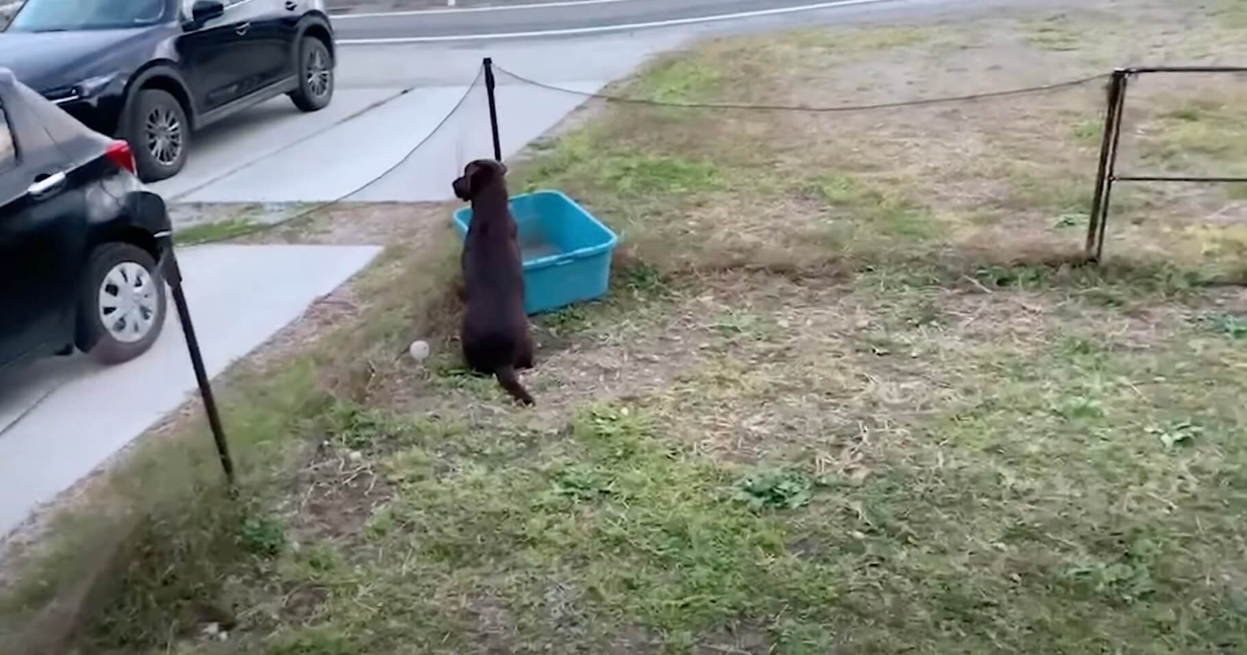 ラブラドールレトリーバー,動画