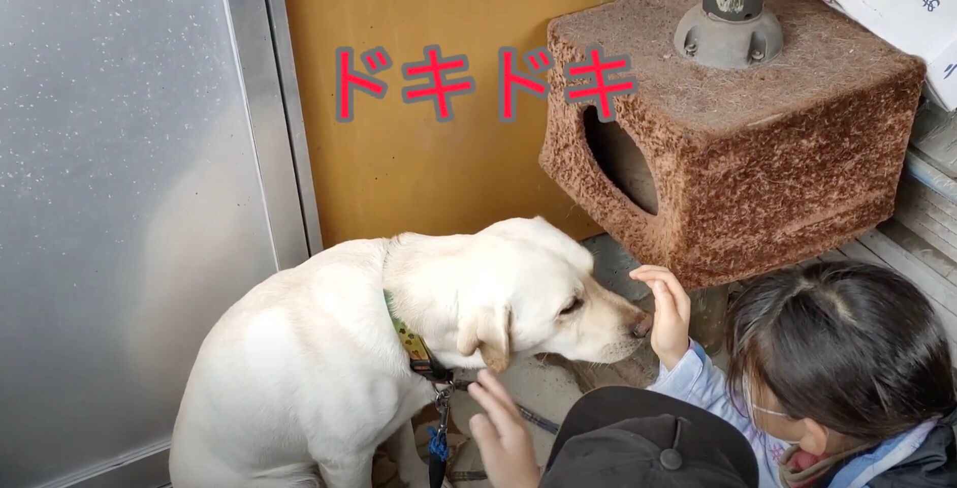 ラブラドールレトリーバー,動画