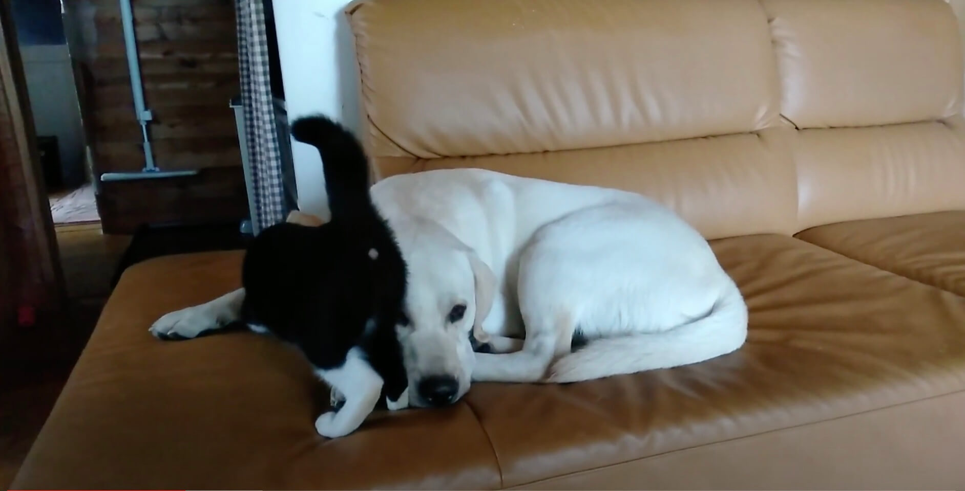 ラブラドールレトリーバー,動画