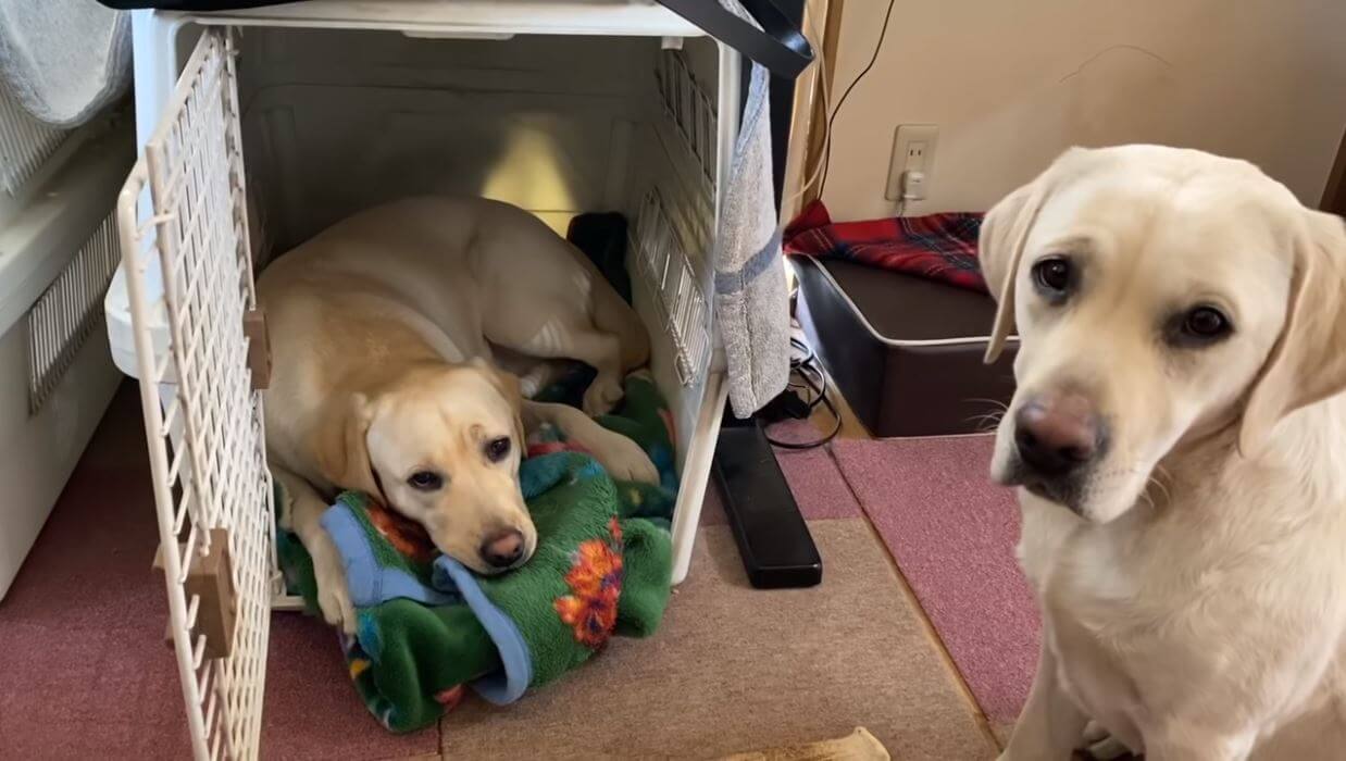 ラブラドールレトリーバー,動画