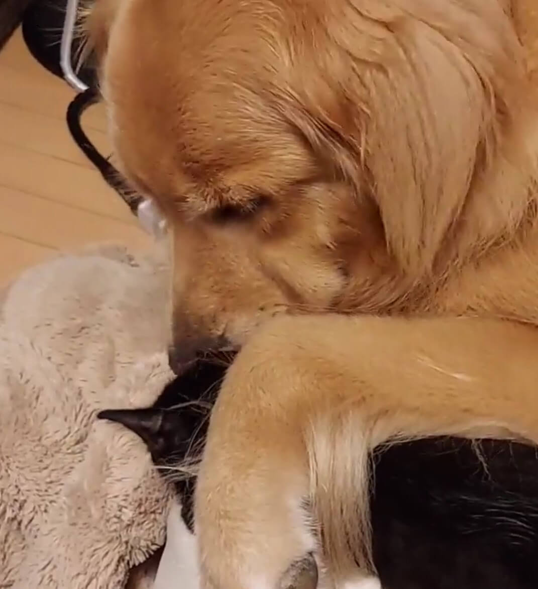 ゴールデンレトリーバー,動画