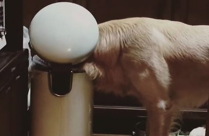 ゴールデンレトリーバー,動画