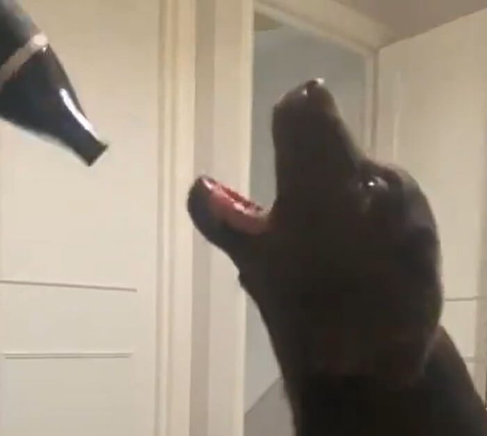 ラブラドールレトリーバー,動画