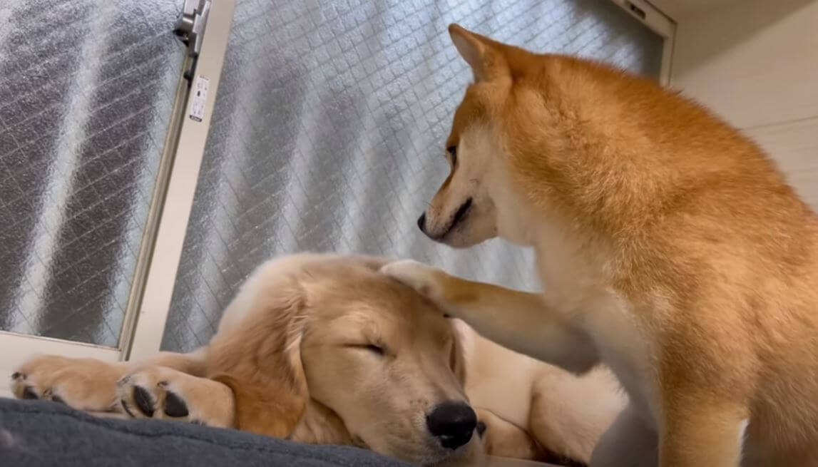 ゴールデンレトリーバー,動画