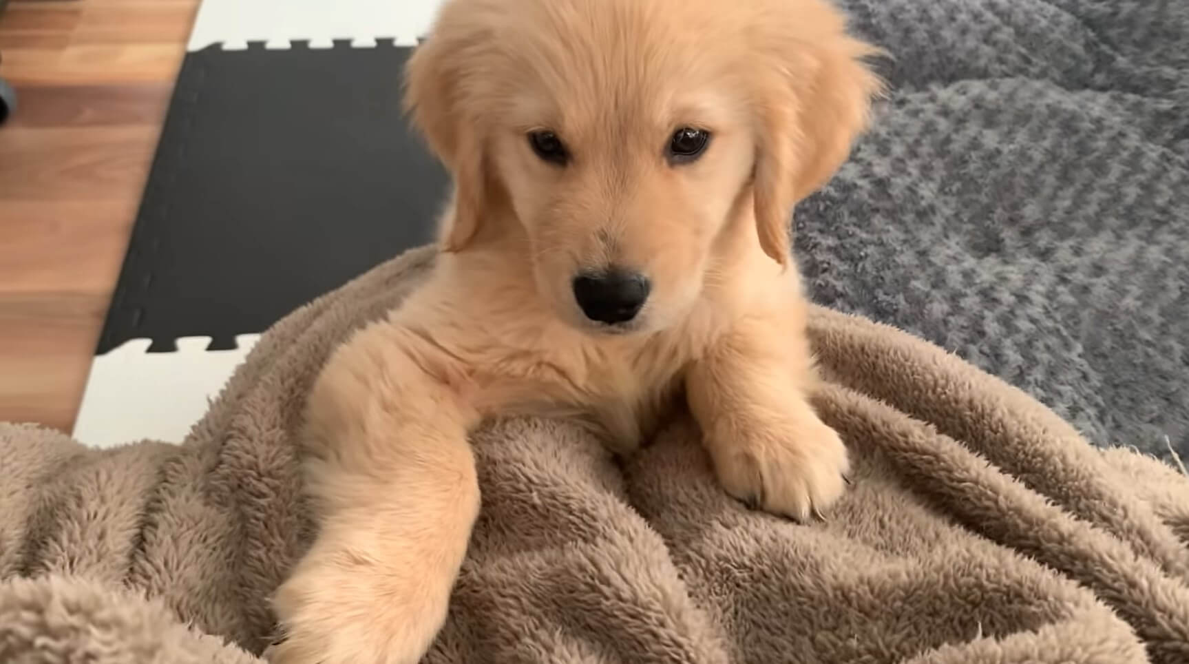 ゴールデンレトリーバー,動画