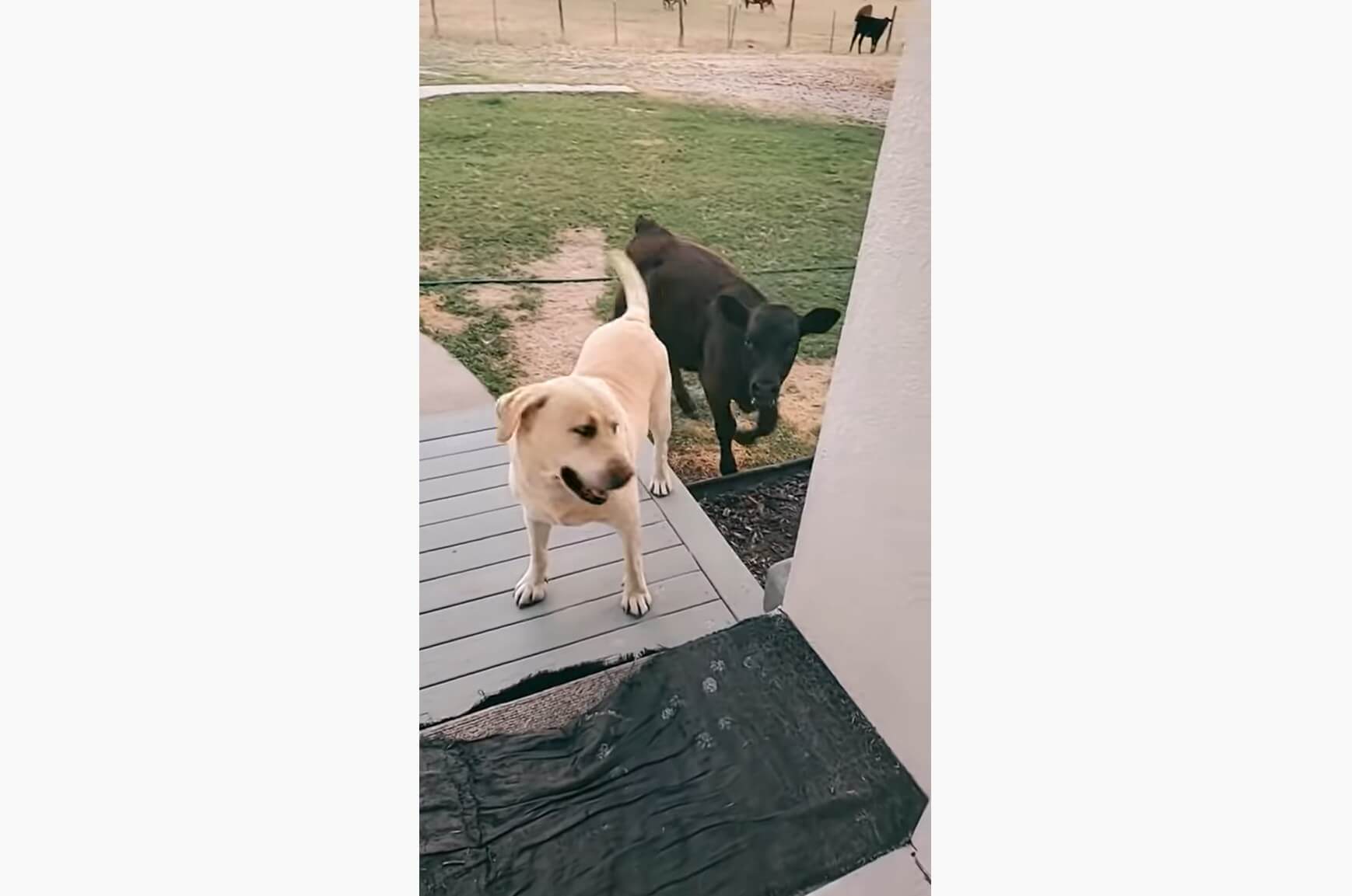 ラブラドールレトリーバー,動画