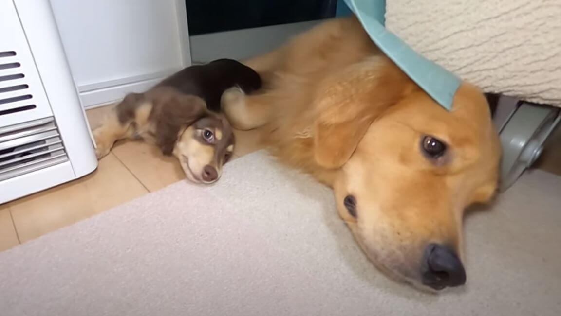 ゴールデンレトリーバー,動画