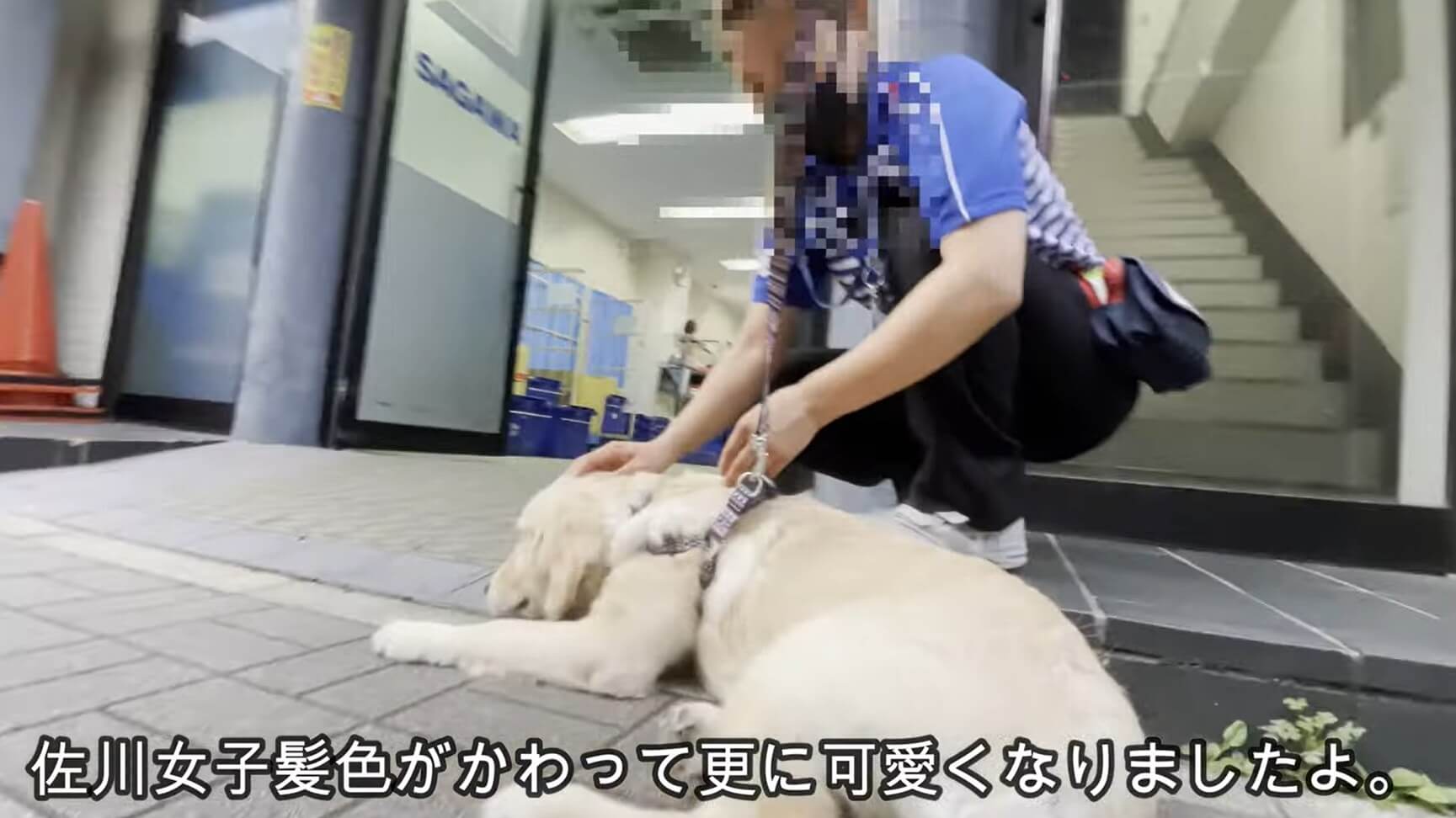 ゴールデンレトリーバー,動画