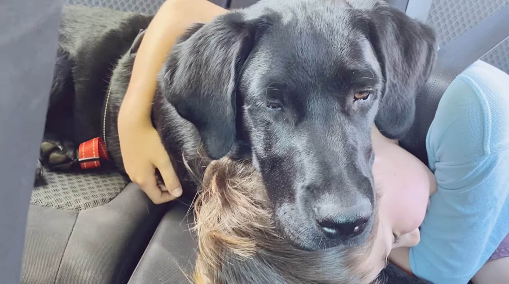 ラブラドールレトリーバー,動画