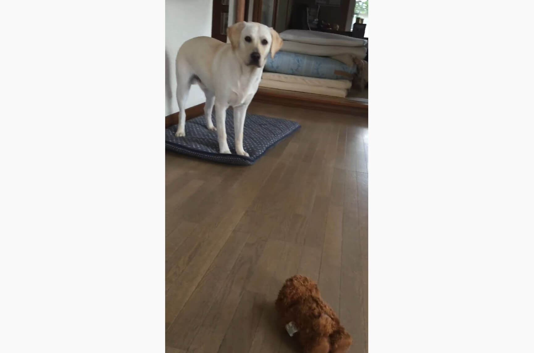 ラブラドールレトリーバー,動画