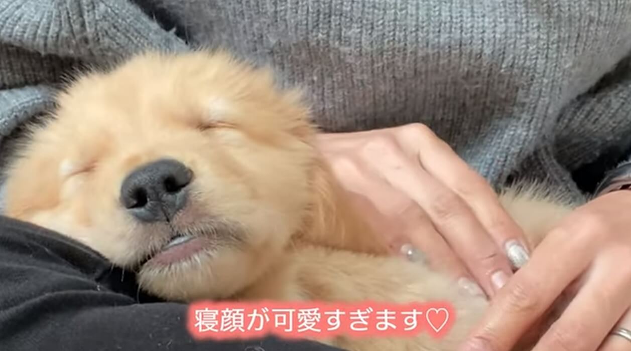 ゴールデンレトリーバー,動画