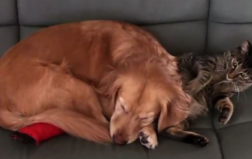 ゴールデンレトリーバー,動画