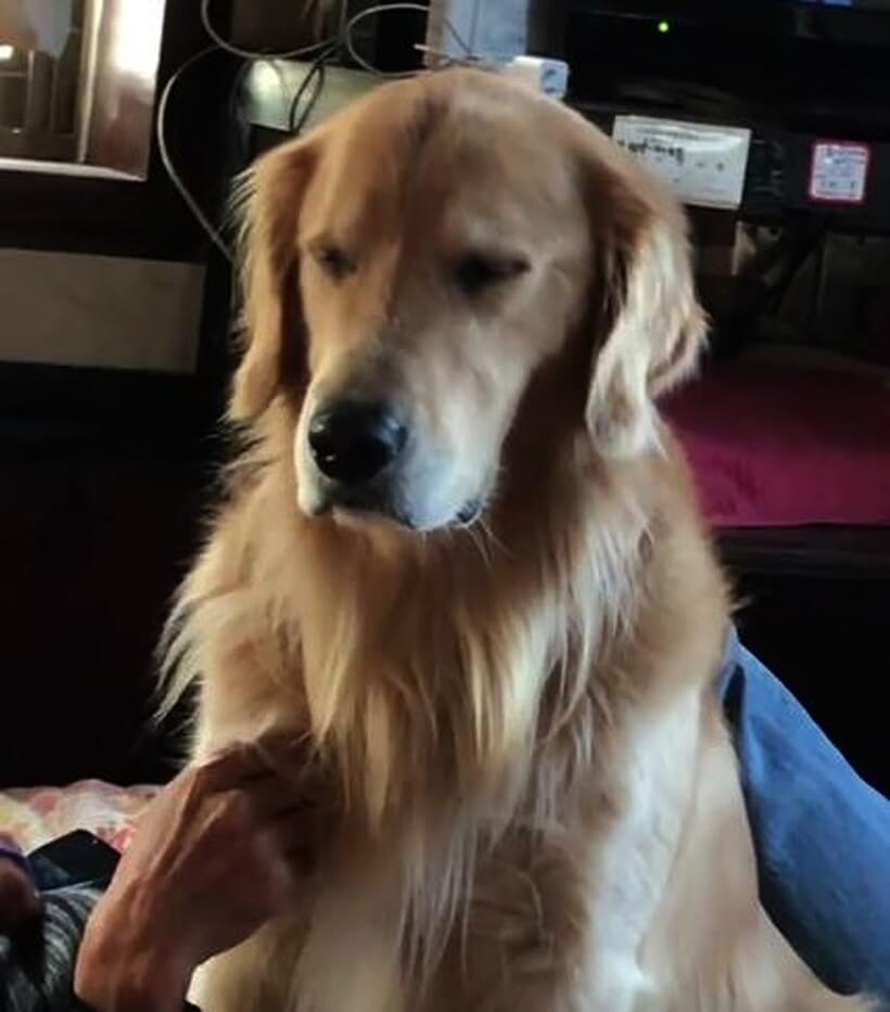 ゴールデンレトリーバー,動画