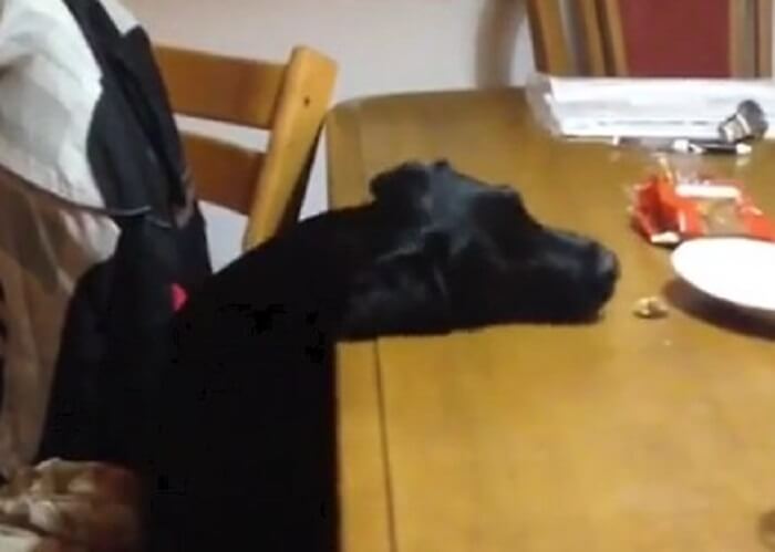 ラブラドールレトリーバー,動画