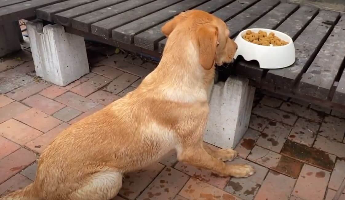 ラブラドールレトリーバー,動画