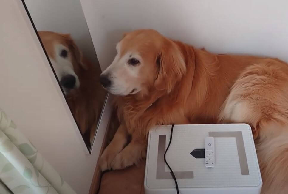 ゴールデンレトリーバー,動画