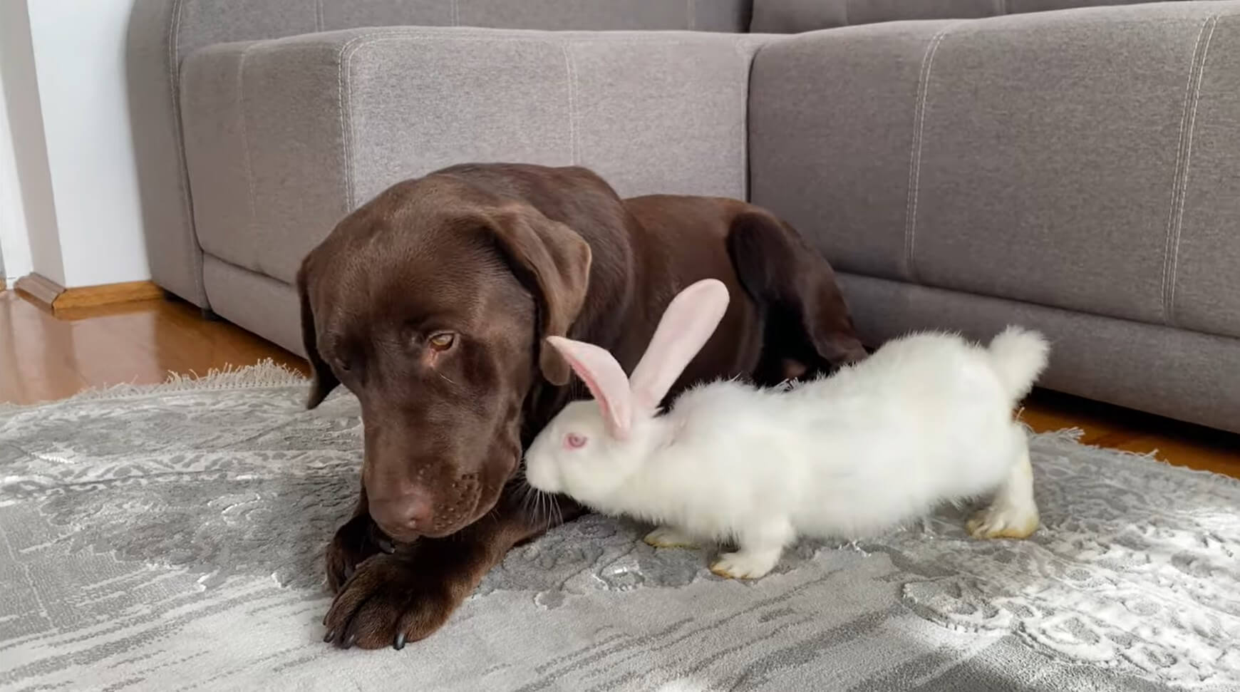 ラブラドールレトリーバー,動画