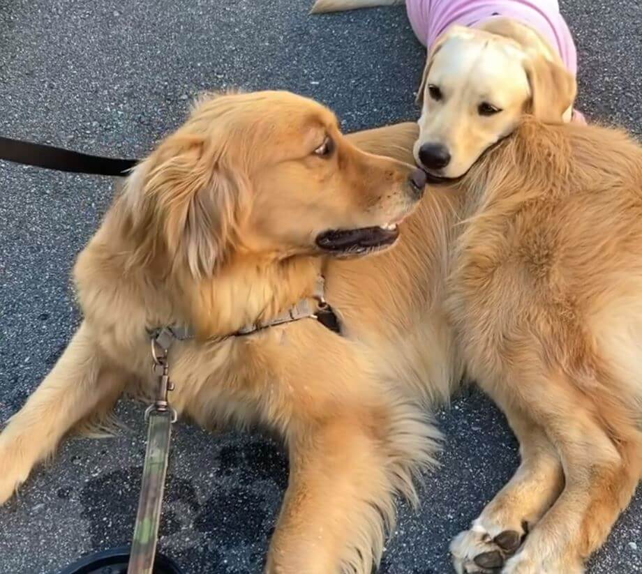 ゴールデンレトリーバー,動画