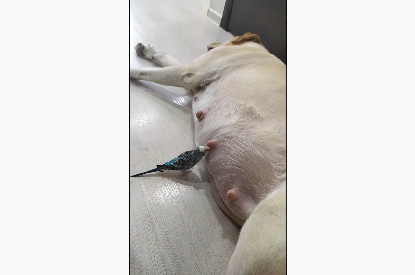 ラブラドールレトリーバー,動画