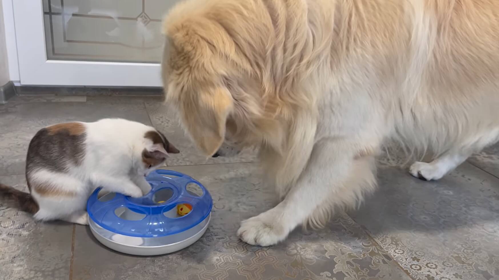 ゴールデンレトリーバー,動画