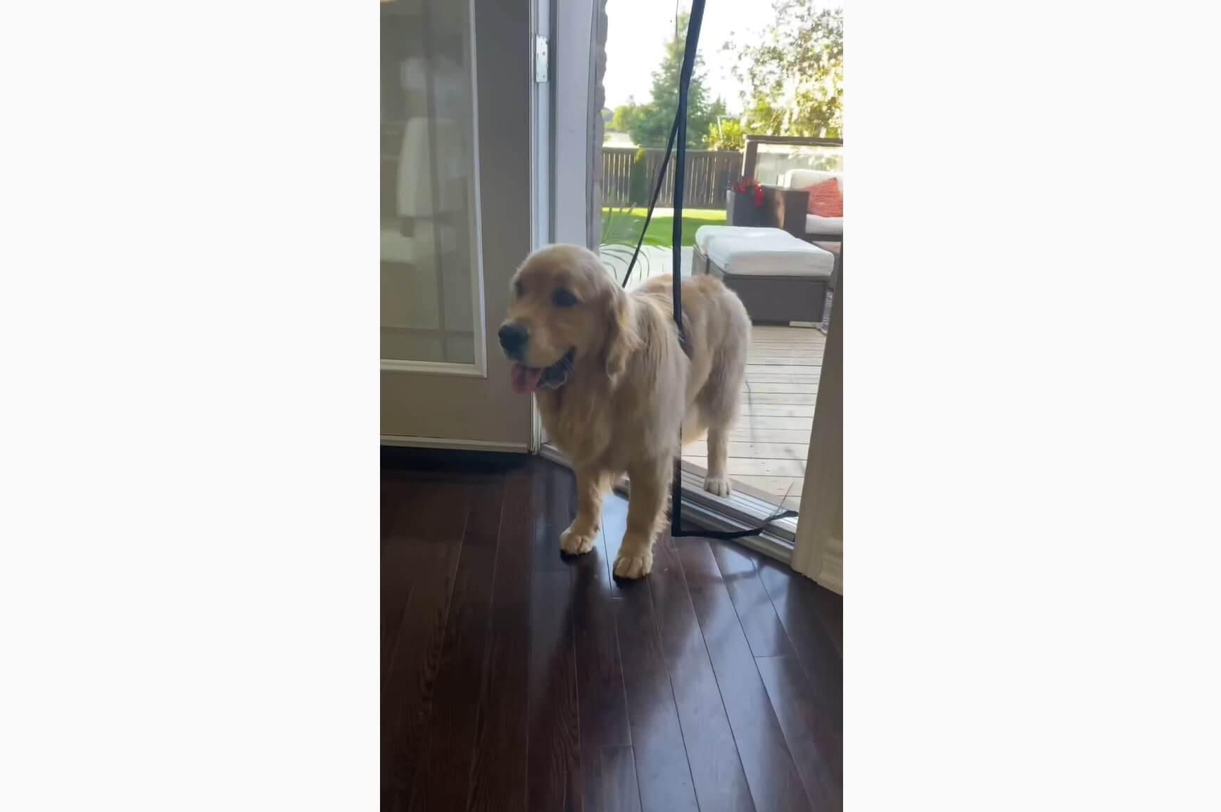 ゴールデンレトリーバー,動画