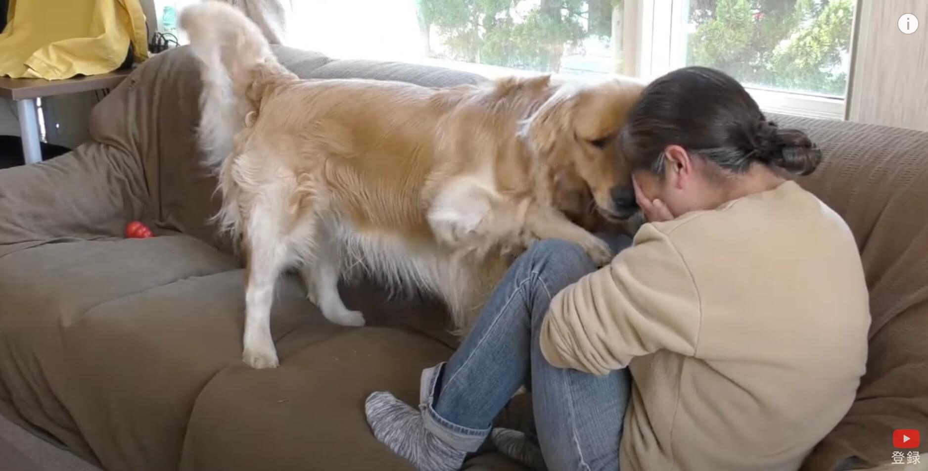 ゴールデンレトリーバー,動画