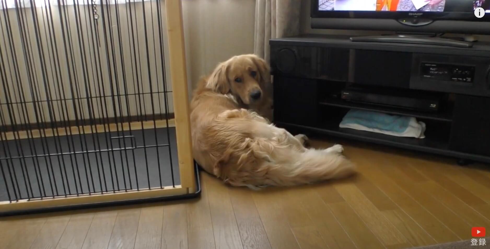 ゴールデンレトリーバー,動画